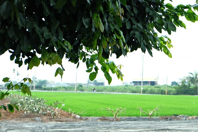 【彰化旅遊景點】溪州費茲洛公園。紫色薰衣草盛開中,公園裡有小橋湖泊,而且不定期的會有熱氣球活動 @飛天璇的口袋
