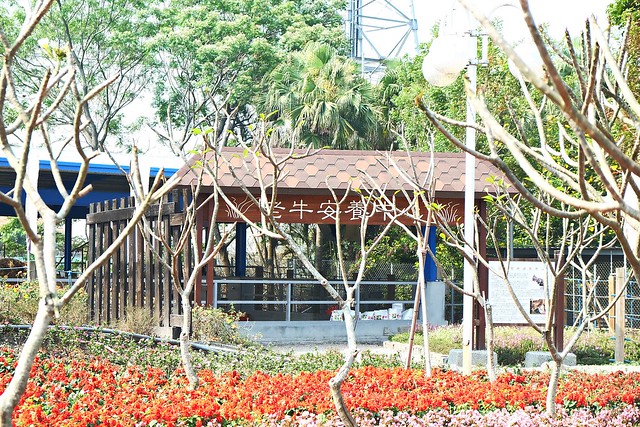 【彰化旅遊景點】溪州費茲洛公園。紫色薰衣草盛開中,公園裡有小橋湖泊,而且不定期的會有熱氣球活動 @飛天璇的口袋