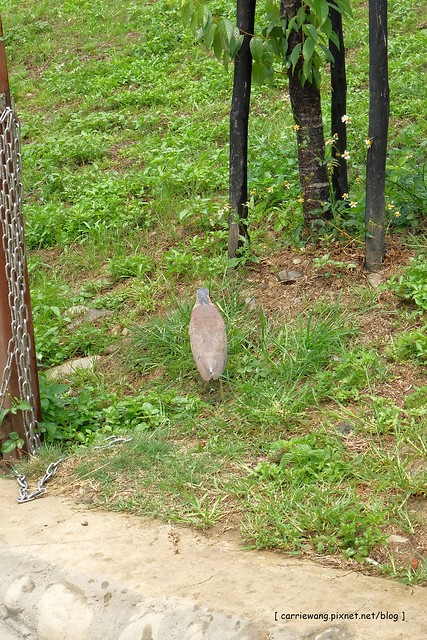 【台中旅遊景點】太平坪林森林公園。比秋紅谷大三倍,有生態滯洪作用的美麗公園,是情侶散步約會和家長溜小孩的好地方 @飛天璇的口袋