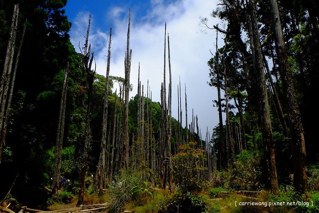 忘憂森林:虛無飄渺的美景有如人間仙境,5、6 月是最佳前往的時節,旅遊溪頭、杉林溪之際還有不同的景點可以選擇 @飛天璇的口袋