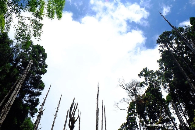 忘憂森林:虛無飄渺的美景有如人間仙境,5、6 月是最佳前往的時節,旅遊溪頭、杉林溪之際還有不同的景點可以選擇 @飛天璇的口袋