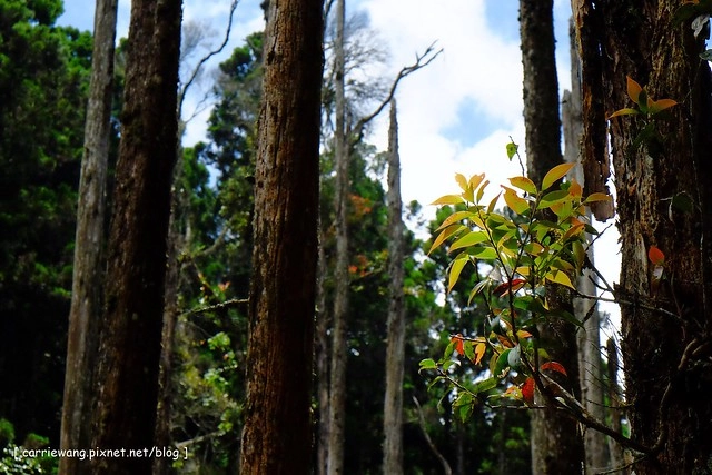 忘憂森林:虛無飄渺的美景有如人間仙境,5、6 月是最佳前往的時節,旅遊溪頭、杉林溪之際還有不同的景點可以選擇 @飛天璇的口袋