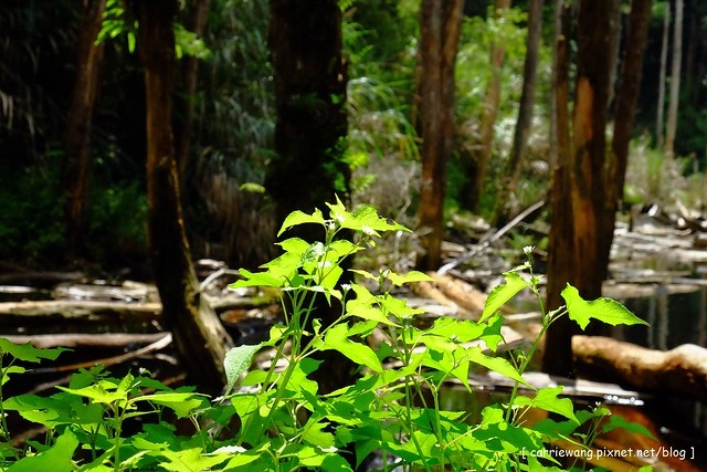 忘憂森林:虛無飄渺的美景有如人間仙境,5、6 月是最佳前往的時節,旅遊溪頭、杉林溪之際還有不同的景點可以選擇 @飛天璇的口袋
