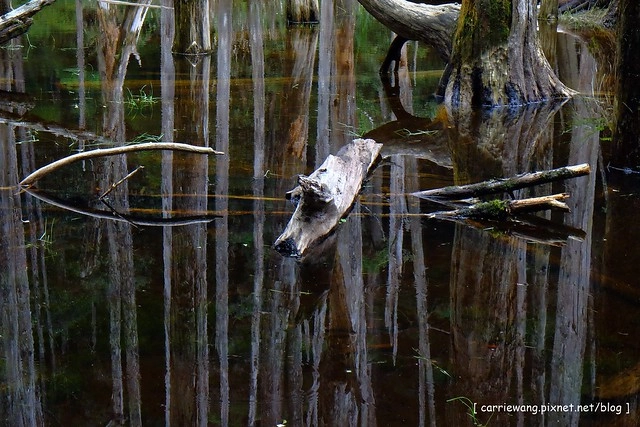 忘憂森林:虛無飄渺的美景有如人間仙境,5、6 月是最佳前往的時節,旅遊溪頭、杉林溪之際還有不同的景點可以選擇 @飛天璇的口袋