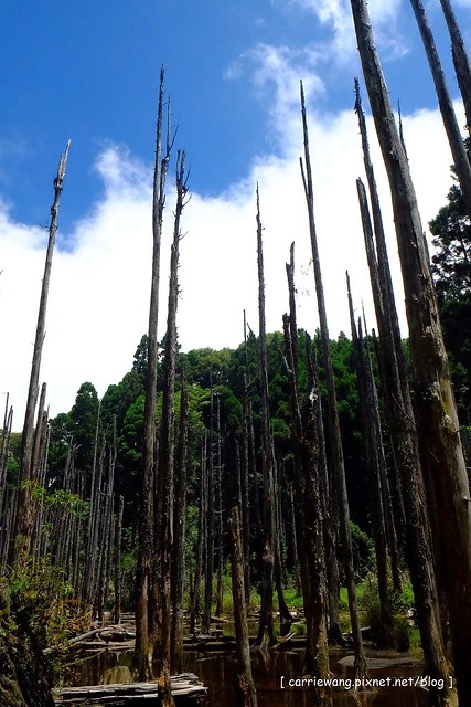 忘憂森林:虛無飄渺的美景有如人間仙境,5、6 月是最佳前往的時節,旅遊溪頭、杉林溪之際還有不同的景點可以選擇 @飛天璇的口袋