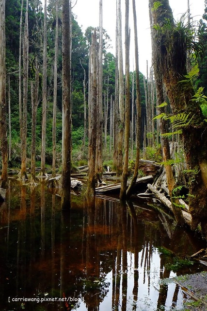 忘憂森林:虛無飄渺的美景有如人間仙境,5、6 月是最佳前往的時節,旅遊溪頭、杉林溪之際還有不同的景點可以選擇 @飛天璇的口袋