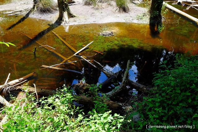 忘憂森林:虛無飄渺的美景有如人間仙境,5、6 月是最佳前往的時節,旅遊溪頭、杉林溪之際還有不同的景點可以選擇 @飛天璇的口袋