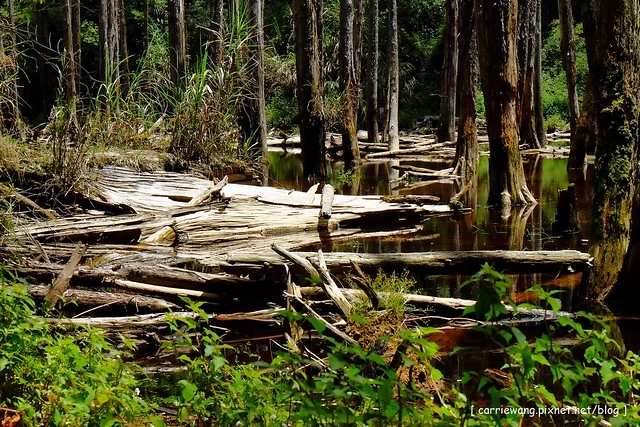 忘憂森林:虛無飄渺的美景有如人間仙境,5、6 月是最佳前往的時節,旅遊溪頭、杉林溪之際還有不同的景點可以選擇 @飛天璇的口袋