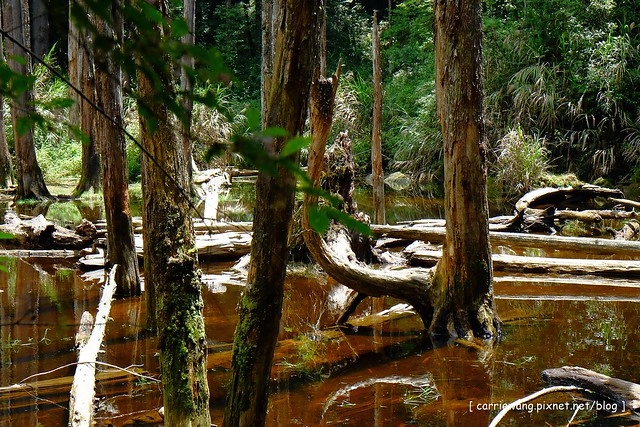 忘憂森林:虛無飄渺的美景有如人間仙境,5、6 月是最佳前往的時節,旅遊溪頭、杉林溪之際還有不同的景點可以選擇 @飛天璇的口袋