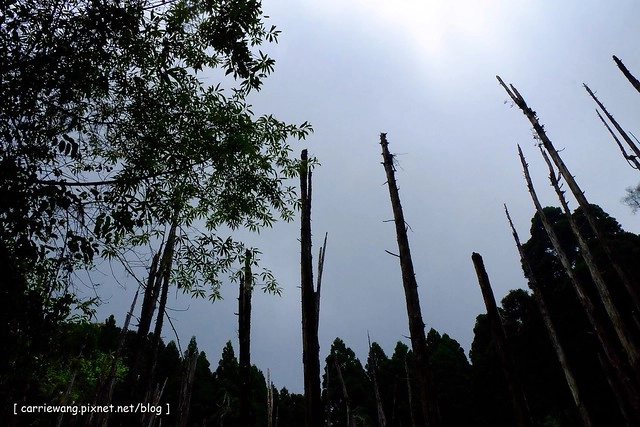 忘憂森林:虛無飄渺的美景有如人間仙境,5、6 月是最佳前往的時節,旅遊溪頭、杉林溪之際還有不同的景點可以選擇 @飛天璇的口袋