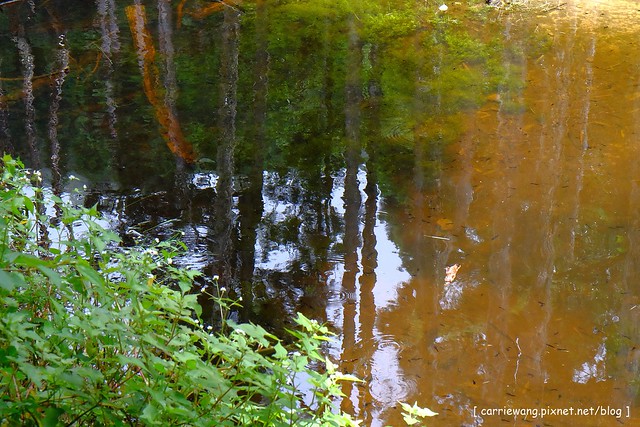 忘憂森林:虛無飄渺的美景有如人間仙境,5、6 月是最佳前往的時節,旅遊溪頭、杉林溪之際還有不同的景點可以選擇 @飛天璇的口袋