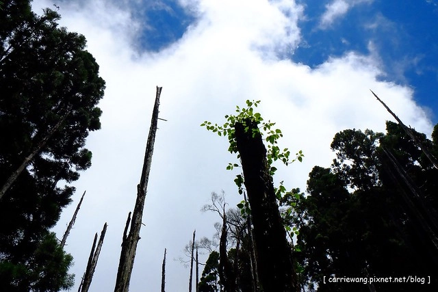 忘憂森林:虛無飄渺的美景有如人間仙境,5、6 月是最佳前往的時節,旅遊溪頭、杉林溪之際還有不同的景點可以選擇 @飛天璇的口袋