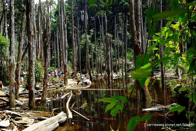 忘憂森林:虛無飄渺的美景有如人間仙境,5、6 月是最佳前往的時節,旅遊溪頭、杉林溪之際還有不同的景點可以選擇 @飛天璇的口袋