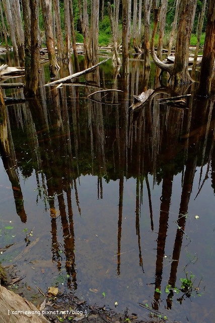 忘憂森林:虛無飄渺的美景有如人間仙境,5、6 月是最佳前往的時節,旅遊溪頭、杉林溪之際還有不同的景點可以選擇 @飛天璇的口袋