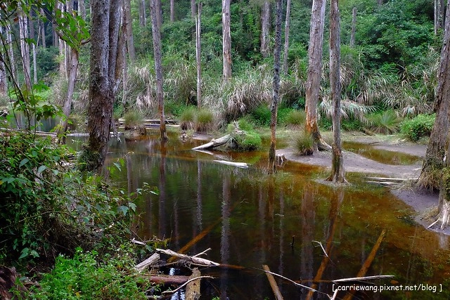忘憂森林:虛無飄渺的美景有如人間仙境,5、6 月是最佳前往的時節,旅遊溪頭、杉林溪之際還有不同的景點可以選擇 @飛天璇的口袋