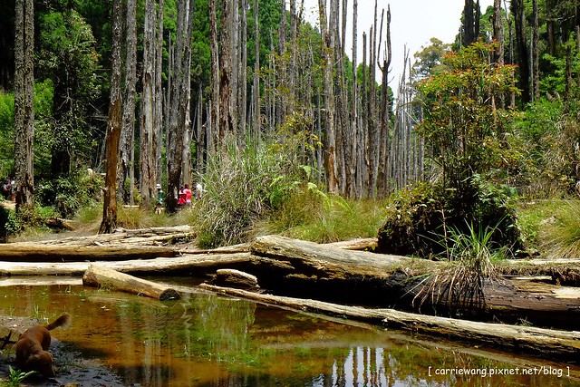 忘憂森林:虛無飄渺的美景有如人間仙境,5、6 月是最佳前往的時節,旅遊溪頭、杉林溪之際還有不同的景點可以選擇 @飛天璇的口袋