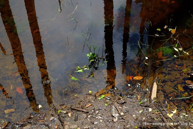 忘憂森林:虛無飄渺的美景有如人間仙境,5、6 月是最佳前往的時節,旅遊溪頭、杉林溪之際還有不同的景點可以選擇 @飛天璇的口袋