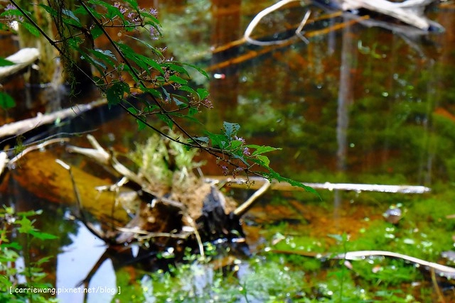 忘憂森林:虛無飄渺的美景有如人間仙境,5、6 月是最佳前往的時節,旅遊溪頭、杉林溪之際還有不同的景點可以選擇 @飛天璇的口袋