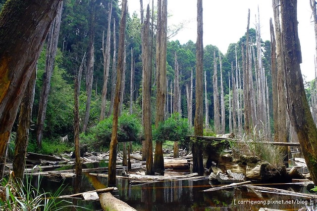 忘憂森林:虛無飄渺的美景有如人間仙境,5、6 月是最佳前往的時節,旅遊溪頭、杉林溪之際還有不同的景點可以選擇 @飛天璇的口袋