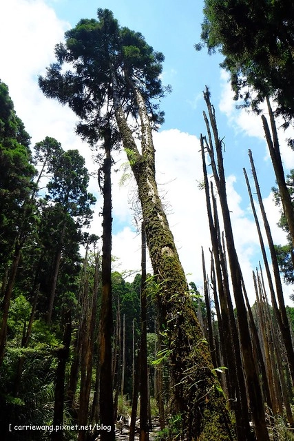忘憂森林:虛無飄渺的美景有如人間仙境,5、6 月是最佳前往的時節,旅遊溪頭、杉林溪之際還有不同的景點可以選擇 @飛天璇的口袋