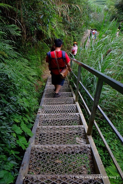 忘憂森林:虛無飄渺的美景有如人間仙境,5、6 月是最佳前往的時節,旅遊溪頭、杉林溪之際還有不同的景點可以選擇 @飛天璇的口袋