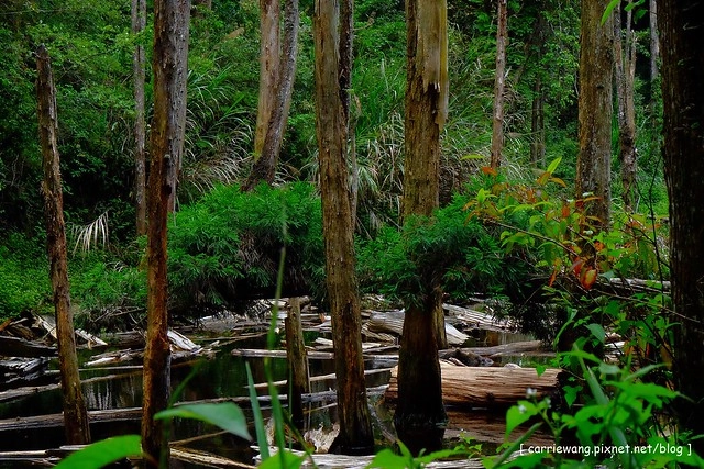忘憂森林:虛無飄渺的美景有如人間仙境,5、6 月是最佳前往的時節,旅遊溪頭、杉林溪之際還有不同的景點可以選擇 @飛天璇的口袋