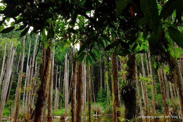 忘憂森林:虛無飄渺的美景有如人間仙境,5、6 月是最佳前往的時節,旅遊溪頭、杉林溪之際還有不同的景點可以選擇 @飛天璇的口袋