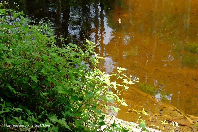 忘憂森林:虛無飄渺的美景有如人間仙境,5、6 月是最佳前往的時節,旅遊溪頭、杉林溪之際還有不同的景點可以選擇 @飛天璇的口袋