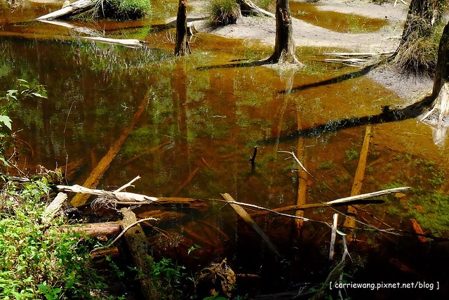 忘憂森林:虛無飄渺的美景有如人間仙境,5、6 月是最佳前往的時節,旅遊溪頭、杉林溪之際還有不同的景點可以選擇 @飛天璇的口袋