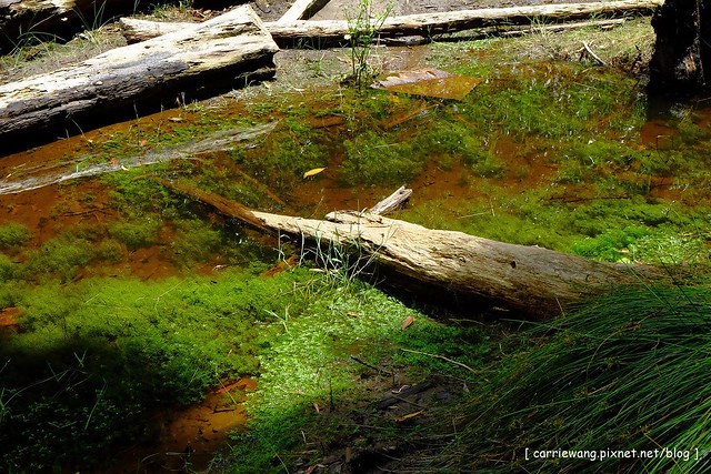 忘憂森林:虛無飄渺的美景有如人間仙境,5、6 月是最佳前往的時節,旅遊溪頭、杉林溪之際還有不同的景點可以選擇 @飛天璇的口袋