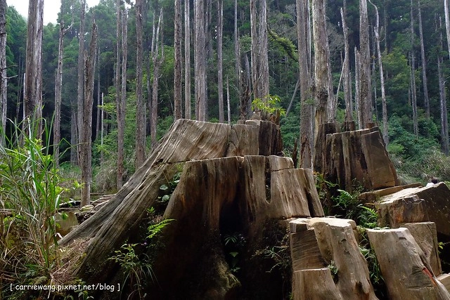 忘憂森林:虛無飄渺的美景有如人間仙境,5、6 月是最佳前往的時節,旅遊溪頭、杉林溪之際還有不同的景點可以選擇 @飛天璇的口袋