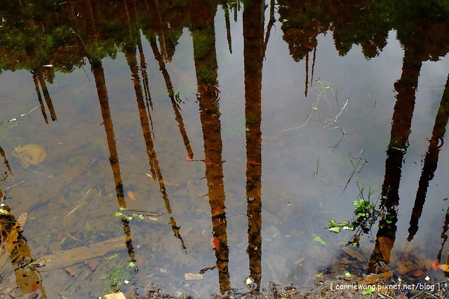忘憂森林:虛無飄渺的美景有如人間仙境,5、6 月是最佳前往的時節,旅遊溪頭、杉林溪之際還有不同的景點可以選擇 @飛天璇的口袋