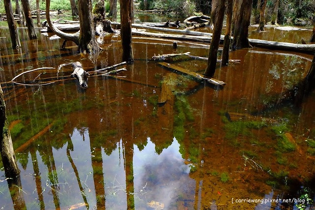忘憂森林:虛無飄渺的美景有如人間仙境,5、6 月是最佳前往的時節,旅遊溪頭、杉林溪之際還有不同的景點可以選擇 @飛天璇的口袋