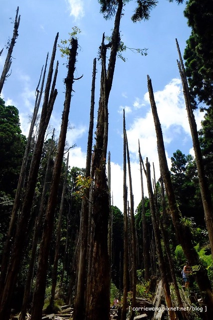 忘憂森林:虛無飄渺的美景有如人間仙境,5、6 月是最佳前往的時節,旅遊溪頭、杉林溪之際還有不同的景點可以選擇 @飛天璇的口袋