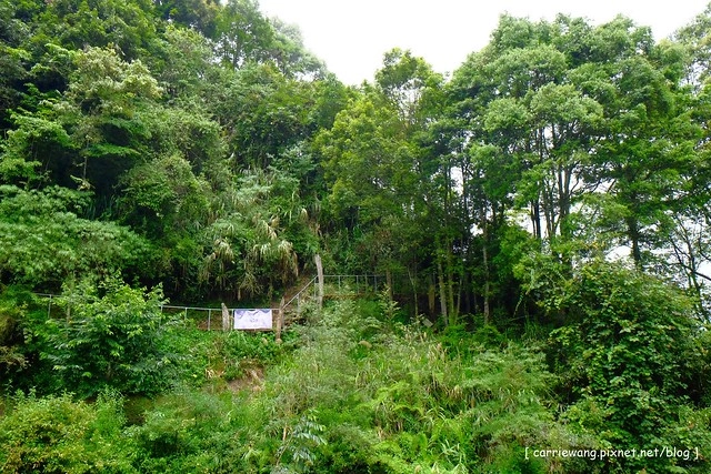 忘憂森林:虛無飄渺的美景有如人間仙境,5、6 月是最佳前往的時節,旅遊溪頭、杉林溪之際還有不同的景點可以選擇 @飛天璇的口袋