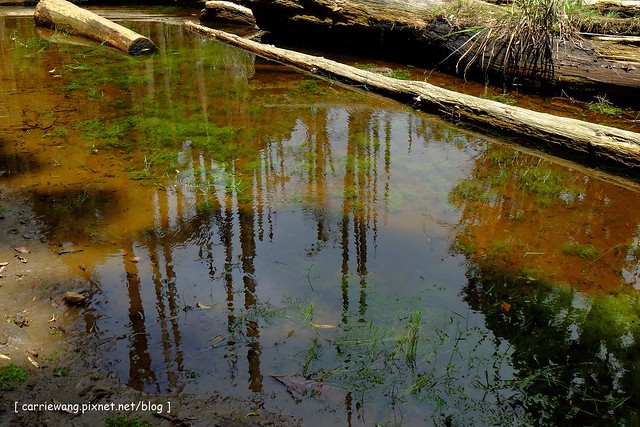 忘憂森林:虛無飄渺的美景有如人間仙境,5、6 月是最佳前往的時節,旅遊溪頭、杉林溪之際還有不同的景點可以選擇 @飛天璇的口袋