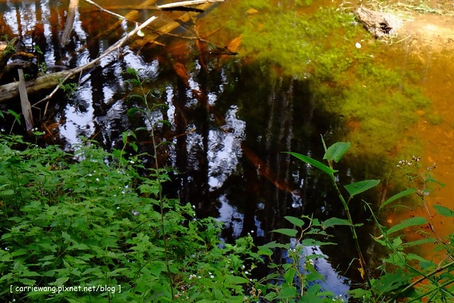忘憂森林:虛無飄渺的美景有如人間仙境,5、6 月是最佳前往的時節,旅遊溪頭、杉林溪之際還有不同的景點可以選擇 @飛天璇的口袋