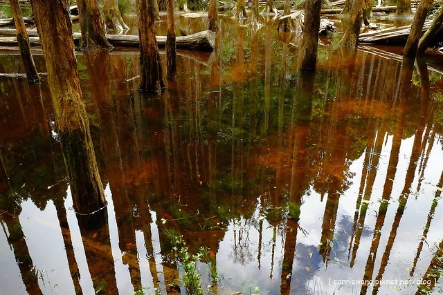 忘憂森林:虛無飄渺的美景有如人間仙境,5、6 月是最佳前往的時節,旅遊溪頭、杉林溪之際還有不同的景點可以選擇 @飛天璇的口袋