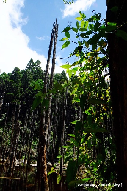 忘憂森林:虛無飄渺的美景有如人間仙境,5、6 月是最佳前往的時節,旅遊溪頭、杉林溪之際還有不同的景點可以選擇 @飛天璇的口袋
