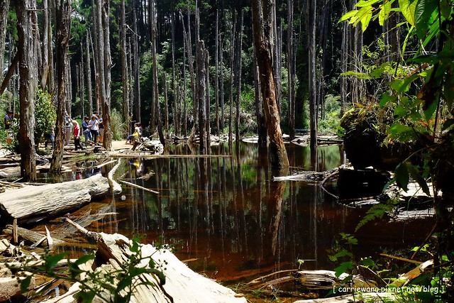 忘憂森林:虛無飄渺的美景有如人間仙境,5、6 月是最佳前往的時節,旅遊溪頭、杉林溪之際還有不同的景點可以選擇 @飛天璇的口袋
