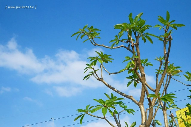【台中特色咖啡館】13號咖啡(原:楓樹13咖啡)。位於台中南屯區的秘境咖啡館,販售全世界冷門的咖啡豆,一間很樸實卻很有溫度的溪邊13咖啡館 @飛天璇的口袋