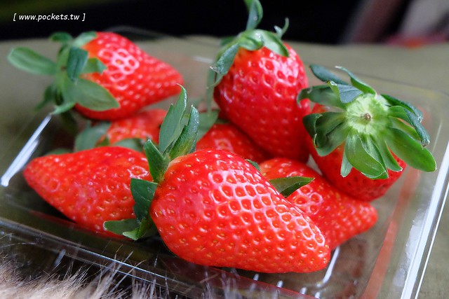 【日本名古屋】南紀悠遊賞楓西班牙村名湯溫泉美食五+1日遊┃威航 Vair 桃園→日本名古屋首航:天擎旅行社。銀杏、楓葉、泡湯~愛知縣x三重縣x和歌山線x奈良縣 @飛天璇的口袋