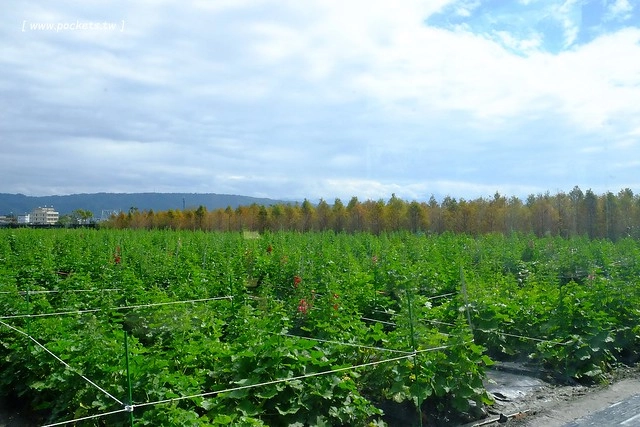 2016台灣蜀藝節-田中窯創意園區┃彰化旅遊景點:蜀葵花田迷宮躲貓貓、美麗的大片落羽松、貓咪主題裝置藝術、窯烤麵包、青森蘋果霜淇淋、鄰近高鐵彰化站步行10分鐘即可抵達 @飛天璇的口袋