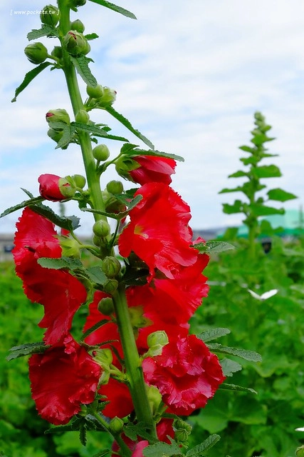 2016台灣蜀藝節-田中窯創意園區┃彰化旅遊景點:蜀葵花田迷宮躲貓貓、美麗的大片落羽松、貓咪主題裝置藝術、窯烤麵包、青森蘋果霜淇淋、鄰近高鐵彰化站步行10分鐘即可抵達 @飛天璇的口袋