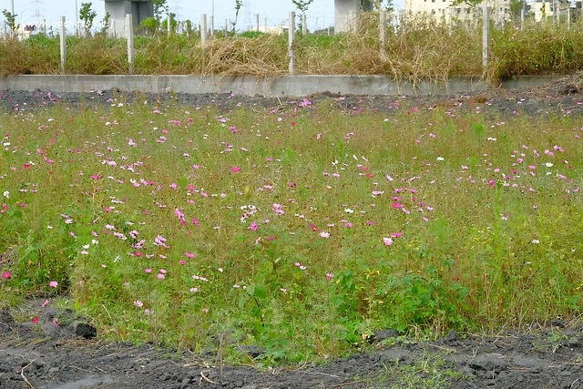 2016台灣蜀藝節-田中窯創意園區┃彰化旅遊景點:蜀葵花田迷宮躲貓貓、美麗的大片落羽松、貓咪主題裝置藝術、窯烤麵包、青森蘋果霜淇淋、鄰近高鐵彰化站步行10分鐘即可抵達 @飛天璇的口袋