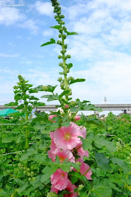 2016台灣蜀藝節-田中窯創意園區┃彰化旅遊景點:蜀葵花田迷宮躲貓貓、美麗的大片落羽松、貓咪主題裝置藝術、窯烤麵包、青森蘋果霜淇淋、鄰近高鐵彰化站步行10分鐘即可抵達 @飛天璇的口袋