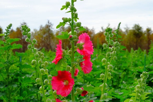 2016台灣蜀藝節-田中窯創意園區┃彰化旅遊景點:蜀葵花田迷宮躲貓貓、美麗的大片落羽松、貓咪主題裝置藝術、窯烤麵包、青森蘋果霜淇淋、鄰近高鐵彰化站步行10分鐘即可抵達 @飛天璇的口袋