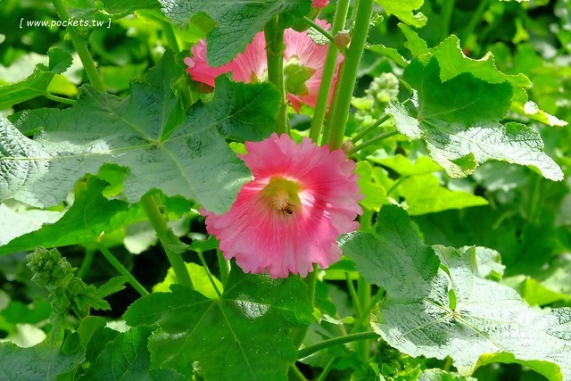 2016台灣蜀藝節-田中窯創意園區┃彰化旅遊景點:蜀葵花田迷宮躲貓貓、美麗的大片落羽松、貓咪主題裝置藝術、窯烤麵包、青森蘋果霜淇淋、鄰近高鐵彰化站步行10分鐘即可抵達 @飛天璇的口袋