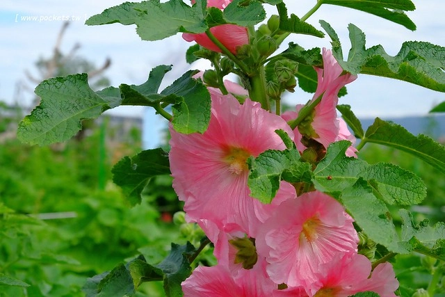 2016台灣蜀藝節-田中窯創意園區┃彰化旅遊景點:蜀葵花田迷宮躲貓貓、美麗的大片落羽松、貓咪主題裝置藝術、窯烤麵包、青森蘋果霜淇淋、鄰近高鐵彰化站步行10分鐘即可抵達 @飛天璇的口袋