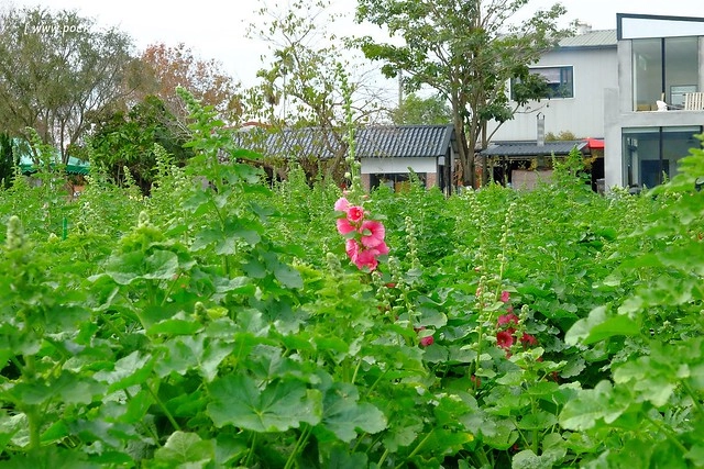 2016台灣蜀藝節-田中窯創意園區┃彰化旅遊景點:蜀葵花田迷宮躲貓貓、美麗的大片落羽松、貓咪主題裝置藝術、窯烤麵包、青森蘋果霜淇淋、鄰近高鐵彰化站步行10分鐘即可抵達 @飛天璇的口袋